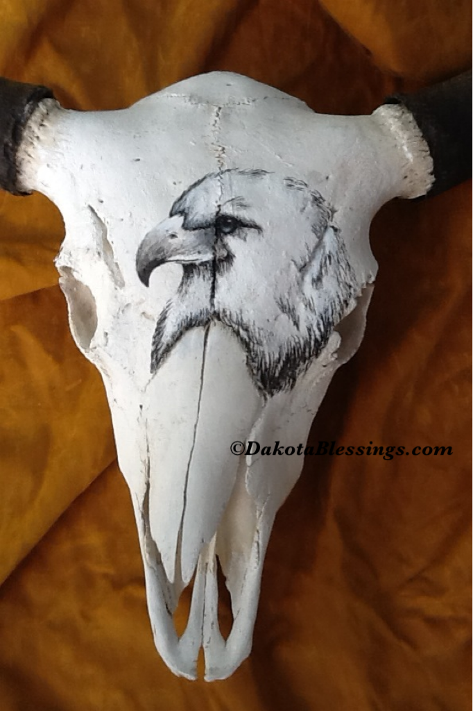 Charcoal drawing on a buffalo skull