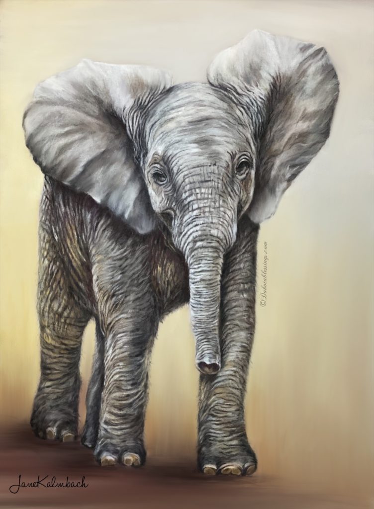 Baby Elephant art print