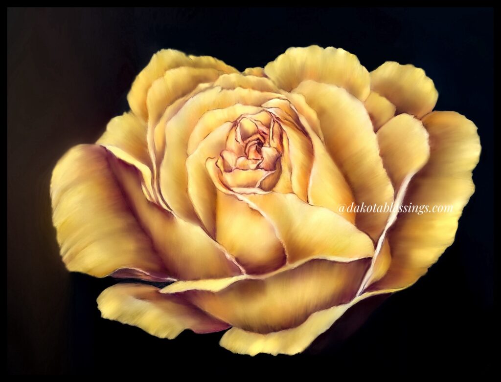 Fine art | Floral art | Roses